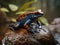 Orange Black Dendrobates Tinctorius Frog