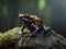 Orange Black Dendrobates Tinctorius Frog