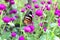 Orange and black dotted wings in meadow park, Leopard Lacewing butterfly on purple amaranth flower.