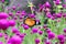 Orange and black dotted wings in meadow park, Leopard Lacewing butterfly on purple amaranth flower.