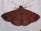 an orange and black Geometer moth (family Geometridae)