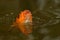 Orange and black  koi fish, Cyprinus carpio close up on the head