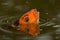 Orange and black koi fish, Cyprinus carpio close up on the head