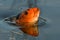 Orange and black koi fish, Cyprinus carpio close up on the head