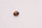 Orange and black ladybug