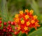  Orange and Black Ladybug and Flowers