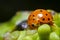 Orange black ladybug resting on the top of a flower bud