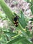 Orange and Black Large Milkweed Bugs - Oncopeltus fasciatus - Morgan County Alabama