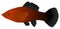 Orange and Black Molly Fish