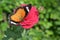 Orange and black pattern on wing of butterfly on pink rose flower with water dew drop on petal