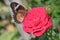 Orange and black pattern on wing of butterfly on pink rose flower with water dew drop on petal