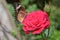 Orange and black pattern on wing of butterfly on pink rose flower with water dew drop on petal in morning