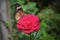 Orange and black pattern on wing of butterfly on pink rose flower with water dew drop on petal in morning