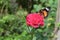 Orange and black pattern on wing of butterfly on pink rose flower with water dew drop on petal in morning