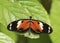 An Orange and Black Rain Forest Butterfly