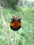 Orange-black ribbed beetle on dry grass in Swaziland