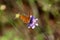 Orange with black spots butterfly with open wings on top of violet flower surrounded with leaves and plants background in local