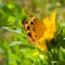 Orange black spotted butterfly