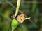 An orange and black spotted butterfly with wonderful white designs on its wings