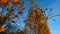 Orange black striped beetle in autumn on the Danube coast