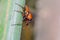 Orange with black striped insect
