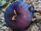 Orange and Black Tropical Fish around Purple Anemone Underwater