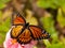 Orange and black Viceroy butterfly