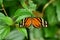 Orange, black and white butterfly on a leaf in the rainforest of Costa Rica