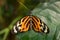 Orange, black and white butterfly, posing on a green leaf