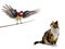 Orange black white cat looking up parrot Rosella