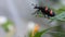 Orange Blister beetles or mylabris phalerata insect