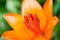 Orange bloom of lily