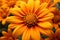 Orange bloom, Mexican sunflower weed, close up natures intricate beauty