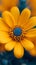 Orange bloom, Mexican sunflower weed, close up natures intricate beauty