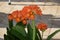 orange blooming clivia flowers