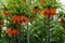 orange Blooming Crown imperial flower