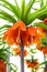 orange Blooming Crown imperial flower