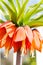 Orange blooming crown imperial lily