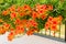 Orange blooming flowers on fence