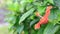 Orange blooming hibiscus blowing in the wind on blurred green nature background