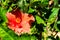 Orange blooming Hibiscus flower in sunlight.