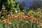 Orange blooming Proteas colorful in garden spring season nature background