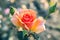 Orange blooming rose flower with drops of dew