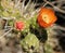 The orange blooms of the Eve`s Needle Cactus