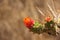 The orange blooms of the Eve`s Needle Cactus