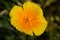 Orange blossom of californian poppy, also called Eschscholzia californica