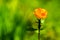 Orange blossom, green background