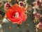 Orange Blossom of the Prickly Pear Cactus