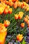 Orange Blossom Tulips