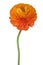 Orange blossomed buttercup a long leg